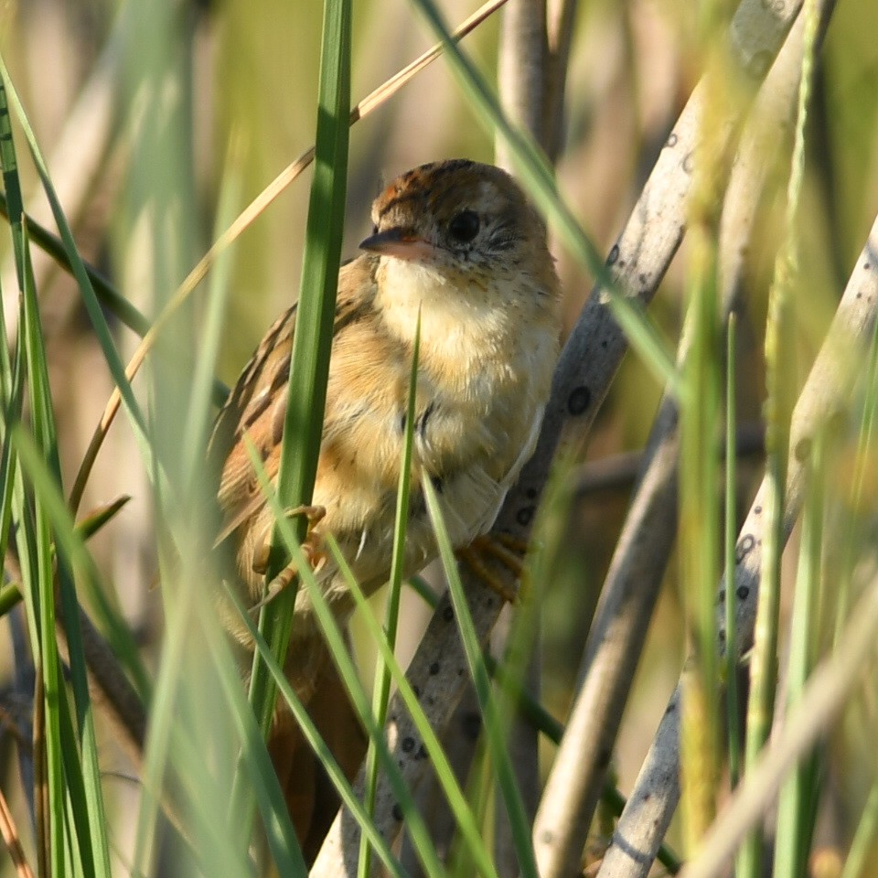 Bay-capped Wren-Spinetail - ML616812488