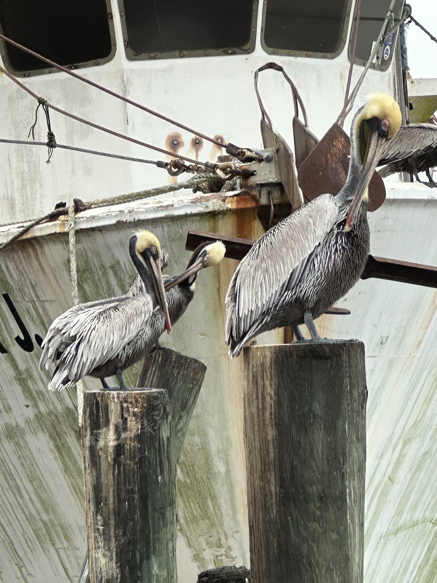 Brown Pelican - ML616812489