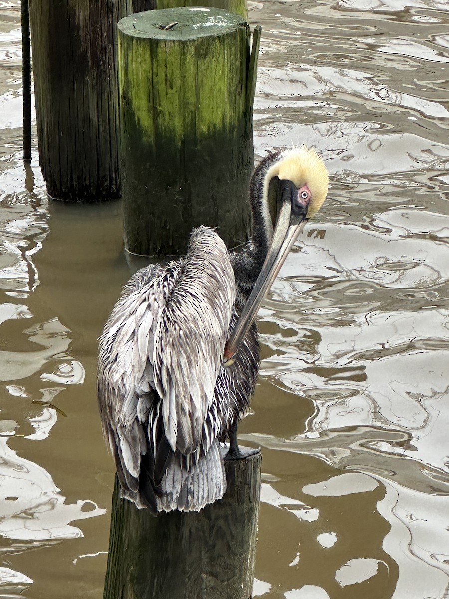 Brown Pelican - ML616812490