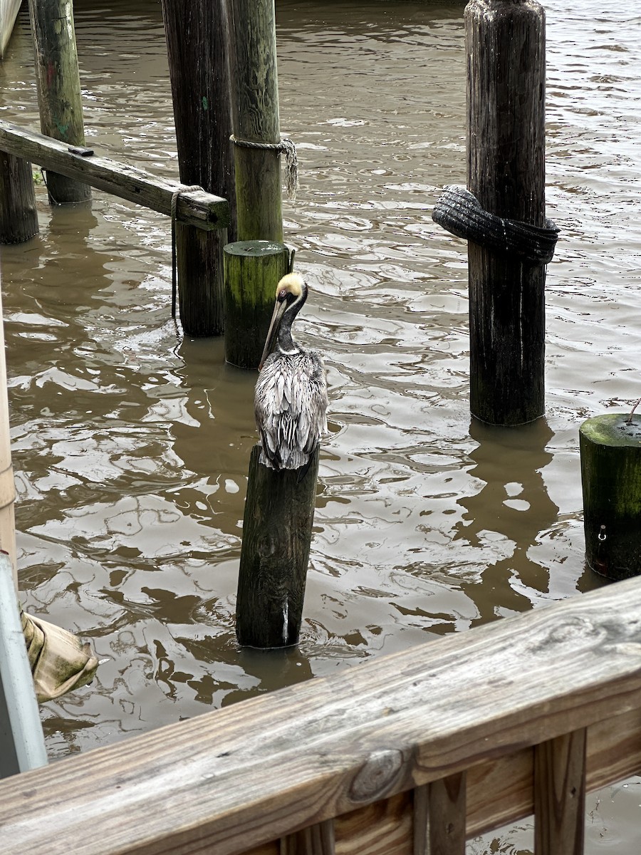 Brown Pelican - ML616812491