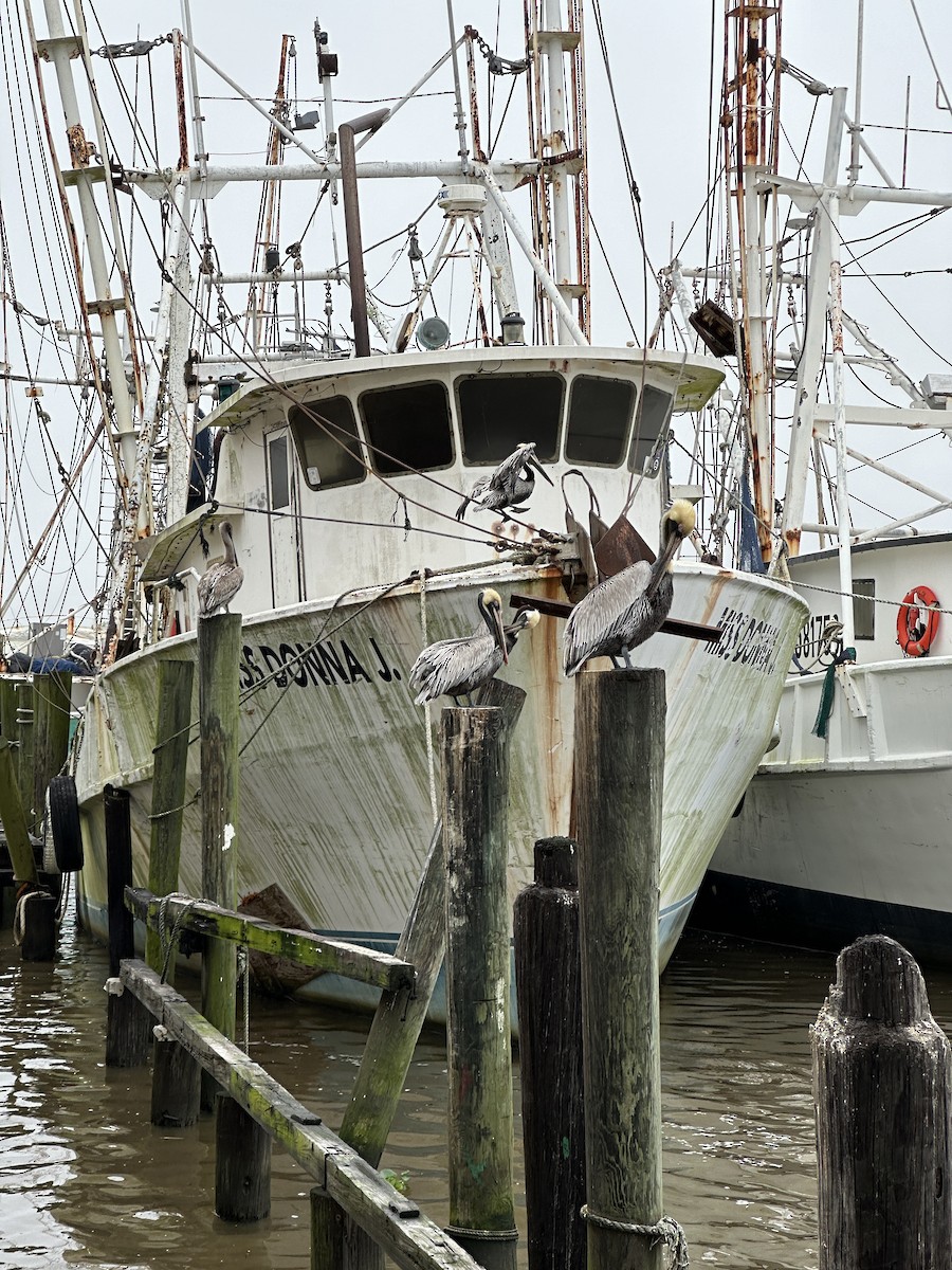 Brown Pelican - ML616812492