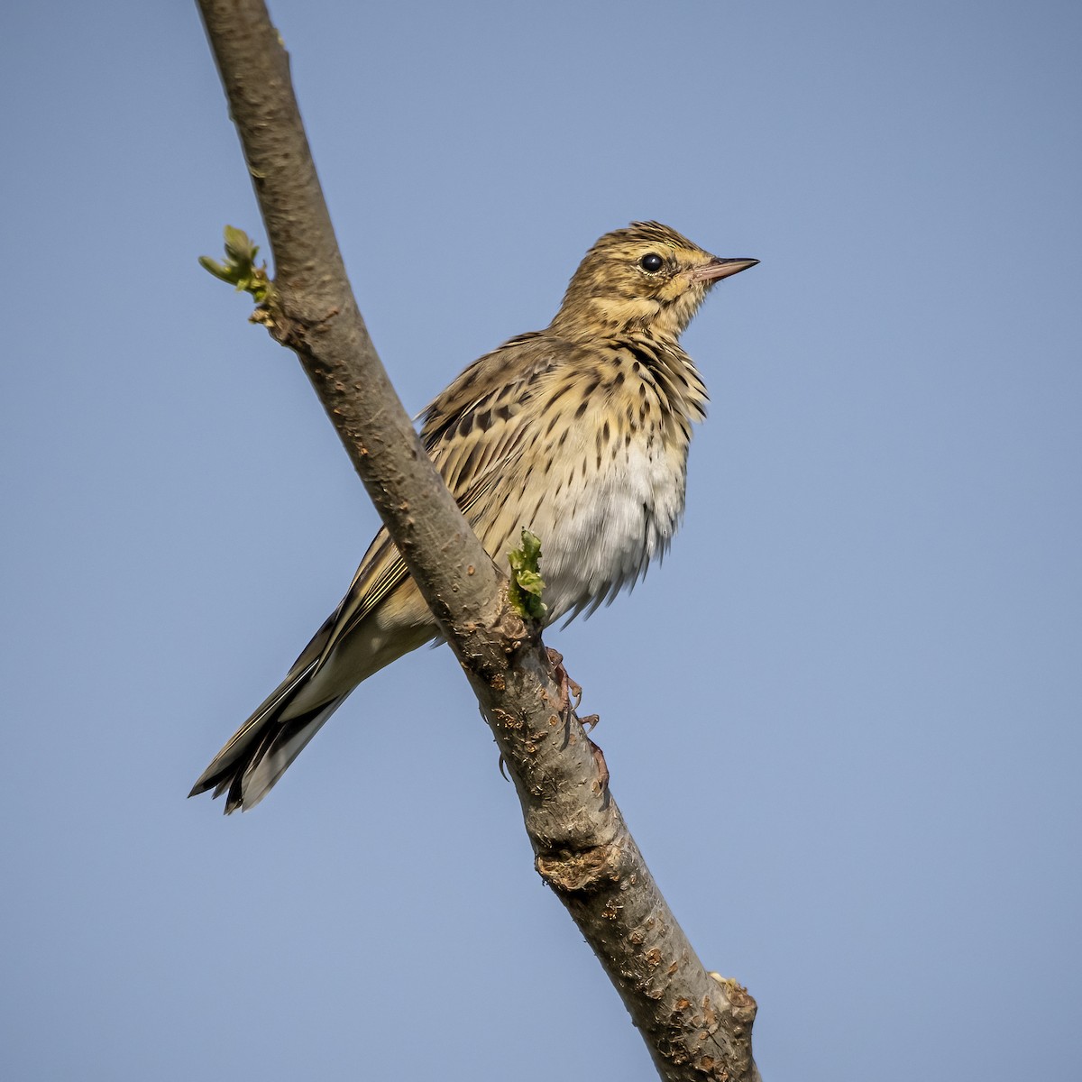 Tree Pipit - Ahmad Najam Saquib