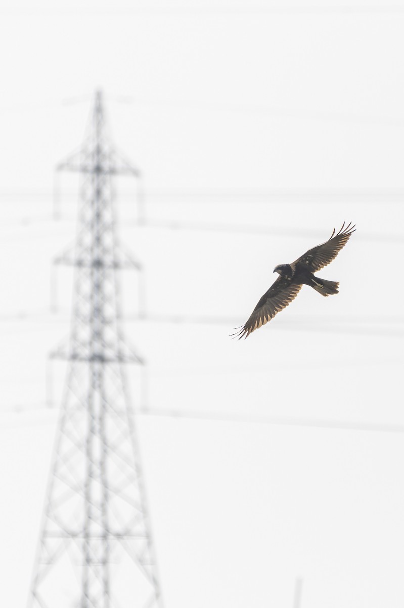 Western Marsh Harrier - ML616812531