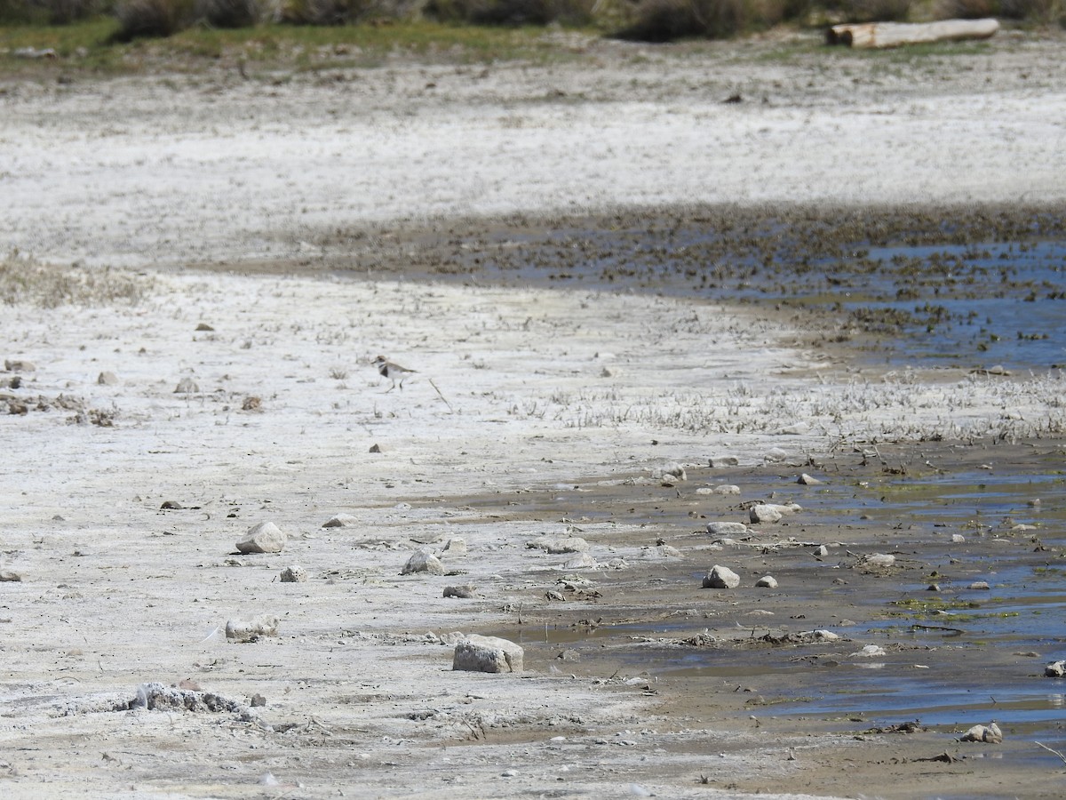 Two-banded Plover - ML616812540