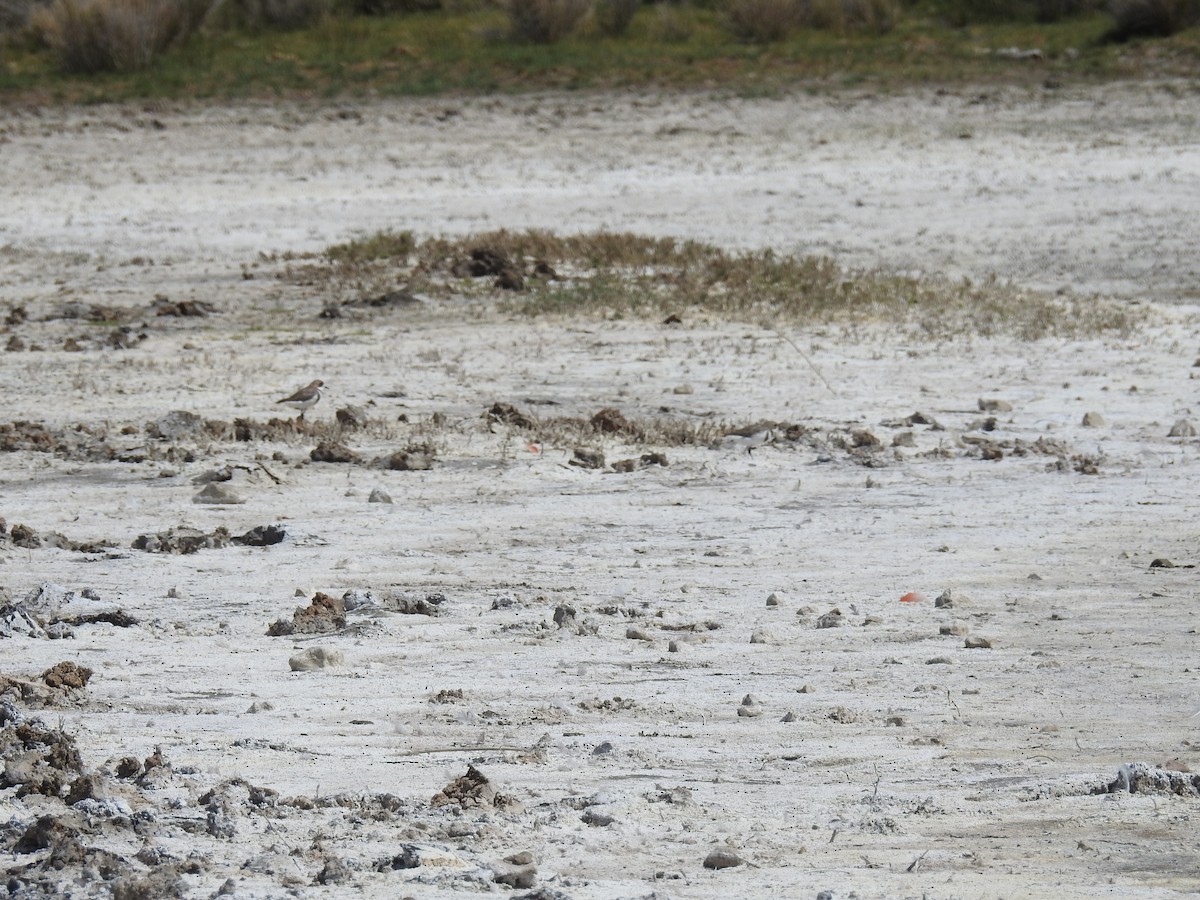 Two-banded Plover - ML616812543