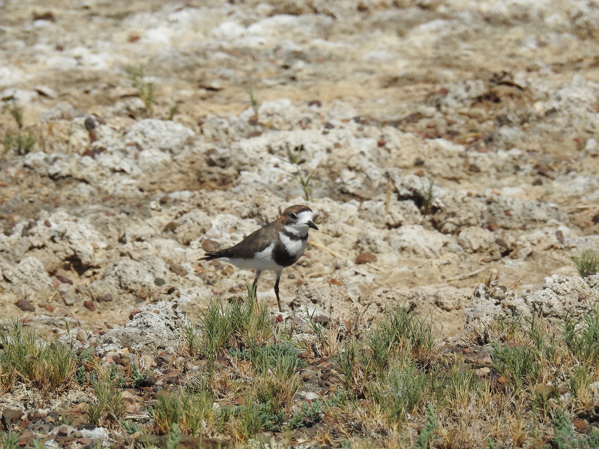 Two-banded Plover - ML616812544