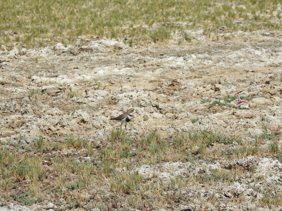 Two-banded Plover - ML616812545