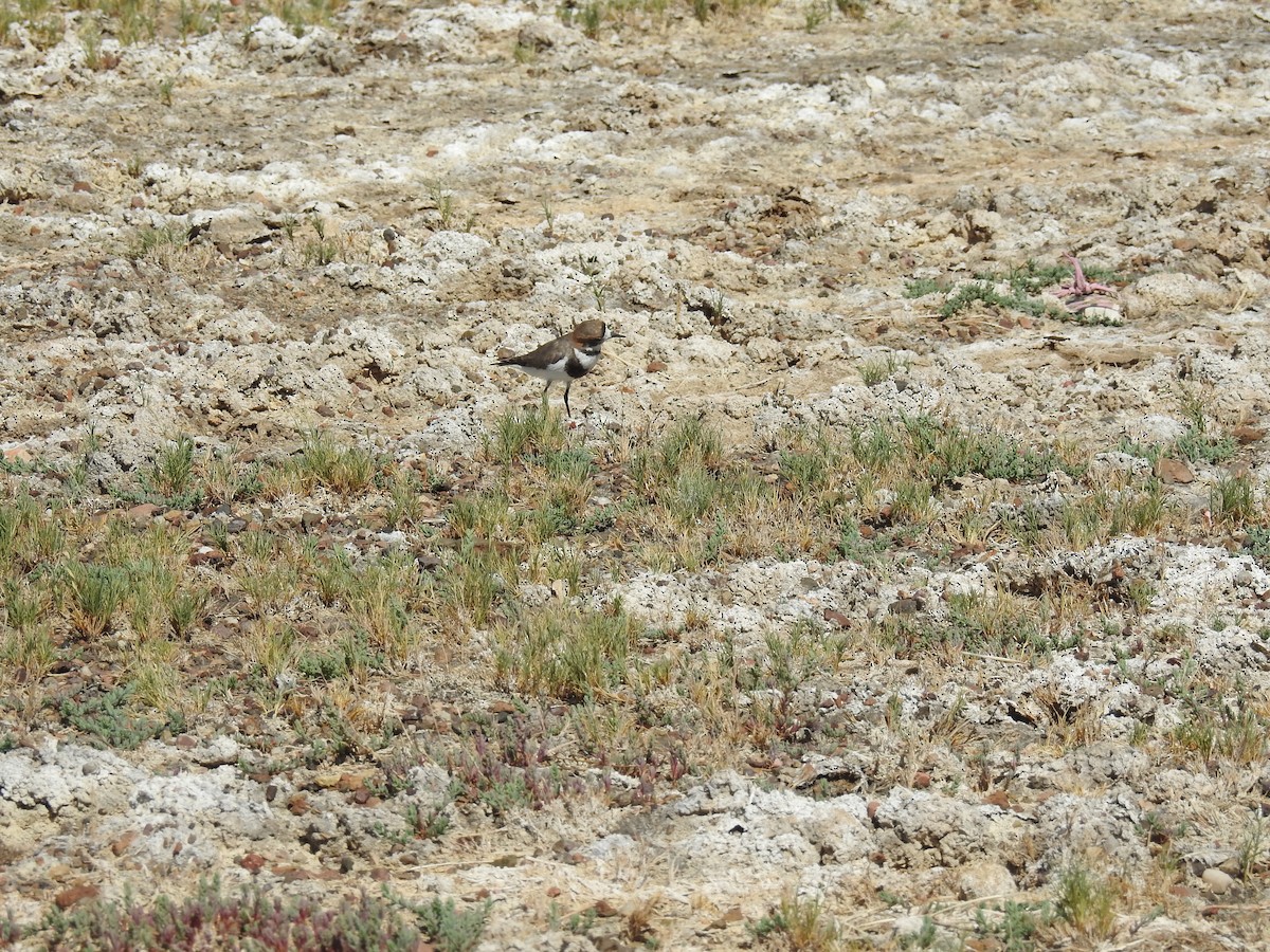 Two-banded Plover - ML616812546