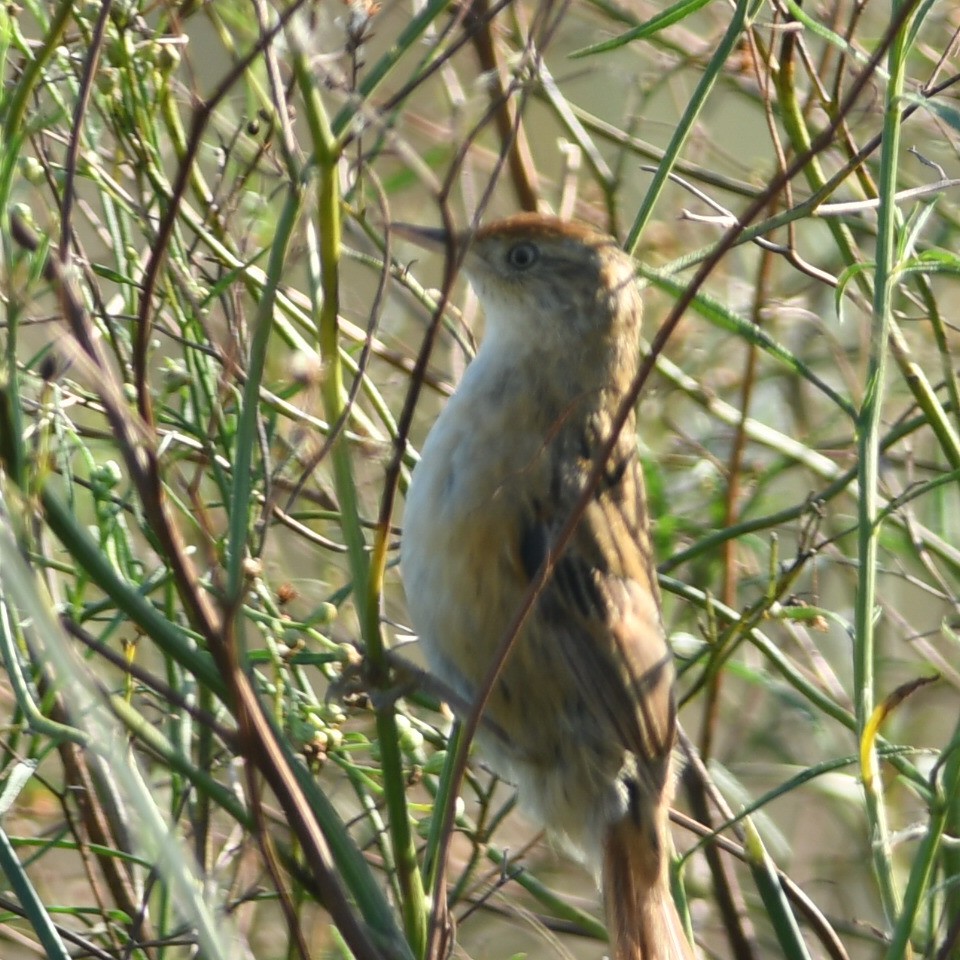 Bay-capped Wren-Spinetail - ML616812549