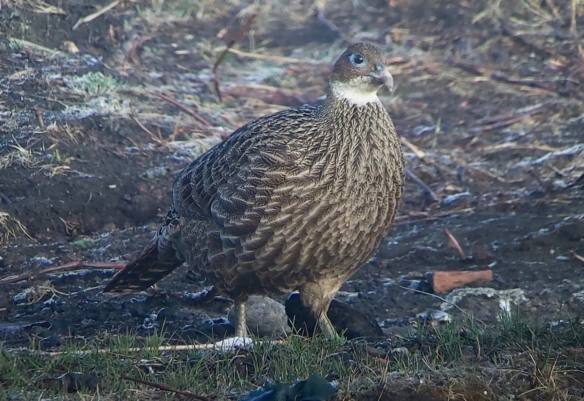 Himalayan Monal - ML616812599