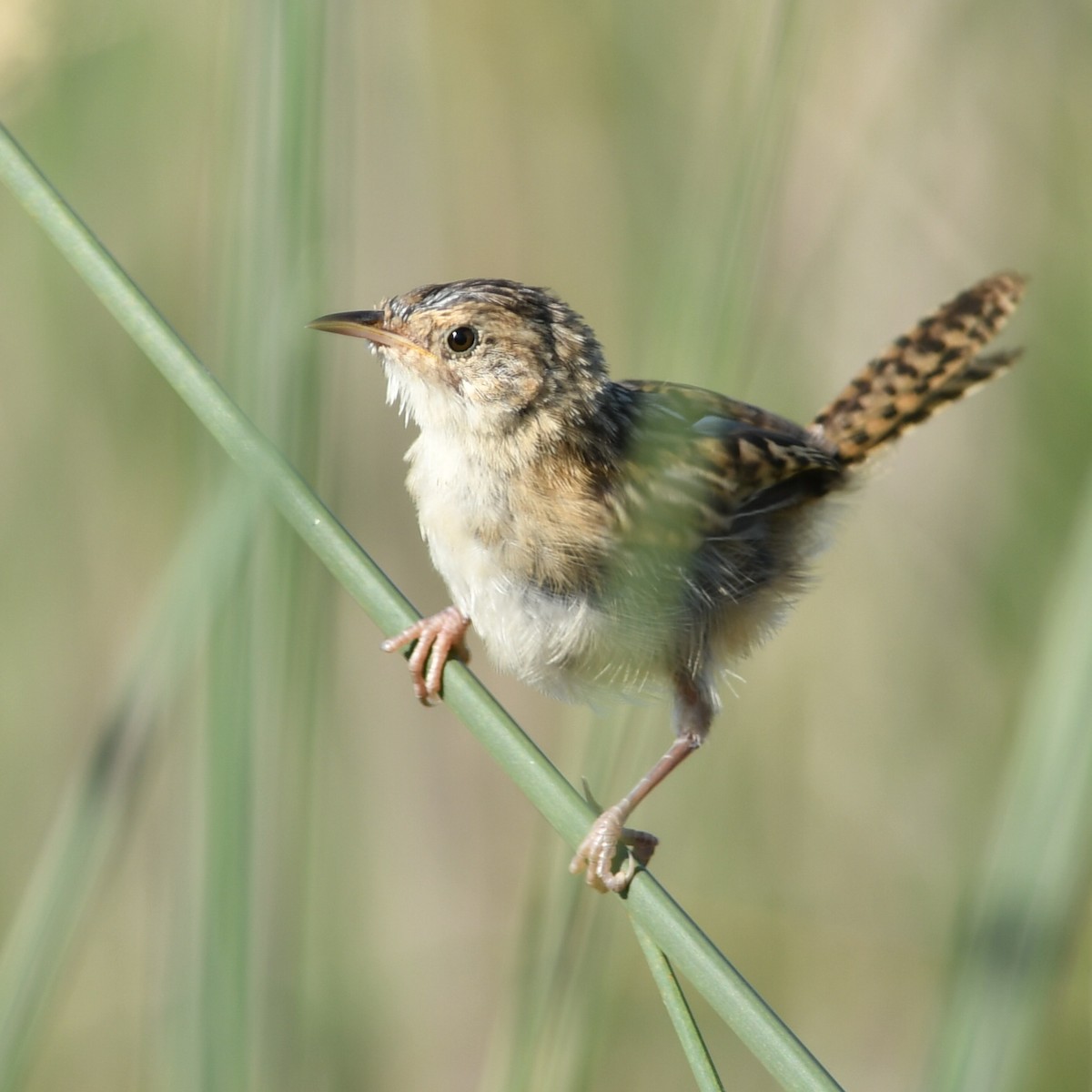 Grass Wren - ML616812614