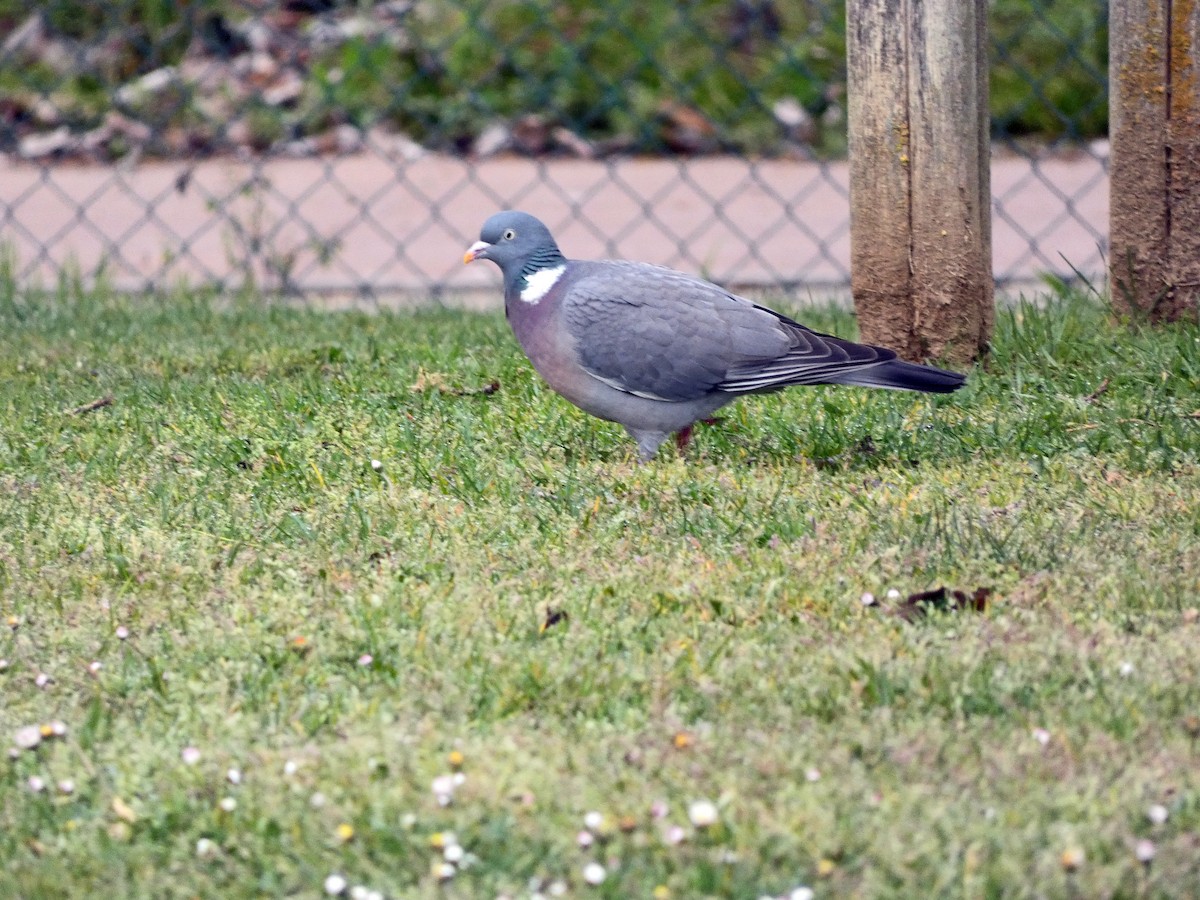 Common Wood-Pigeon - Francisco Javier Calvo lesmes