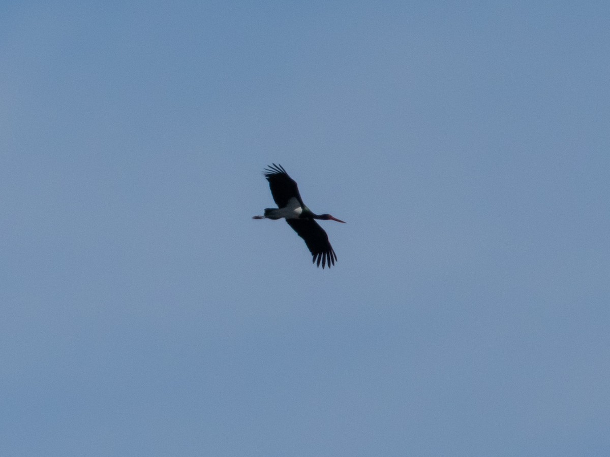 Black Stork - ML616812708