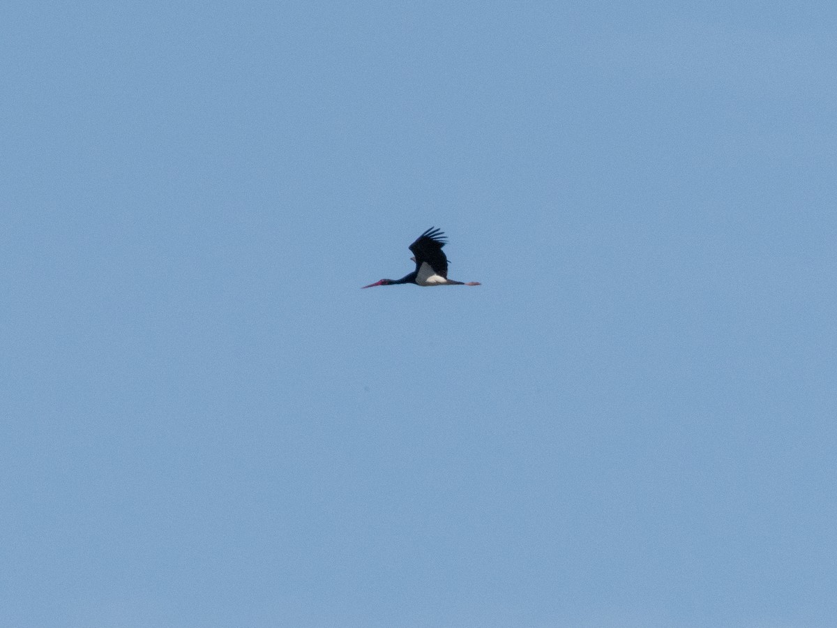 Black Stork - ML616812710