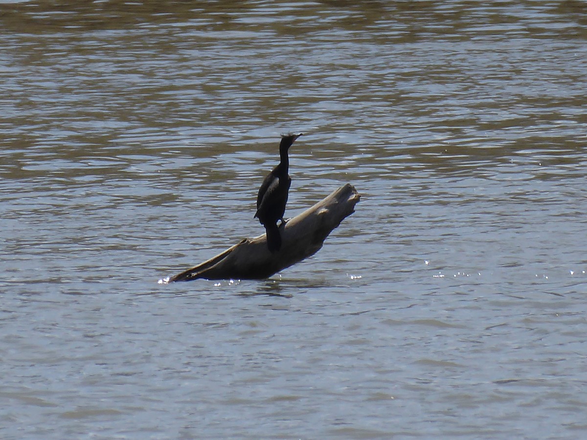 Double-crested Cormorant - ML616812713