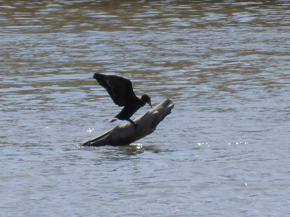 Double-crested Cormorant - M. Jordan