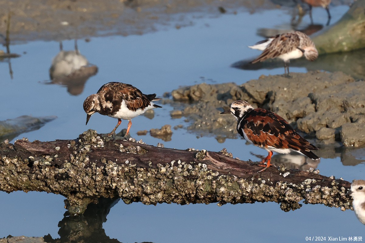 Ruddy Turnstone - Lim Ying Hien