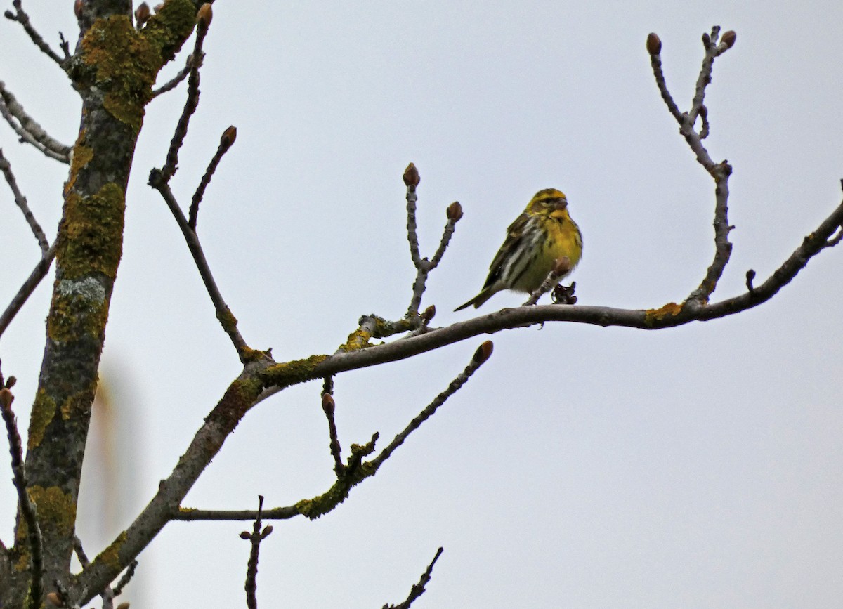 European Serin - ML616812731