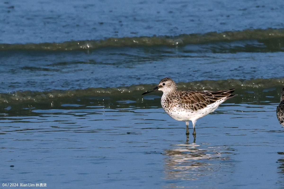 Great Knot - ML616812733