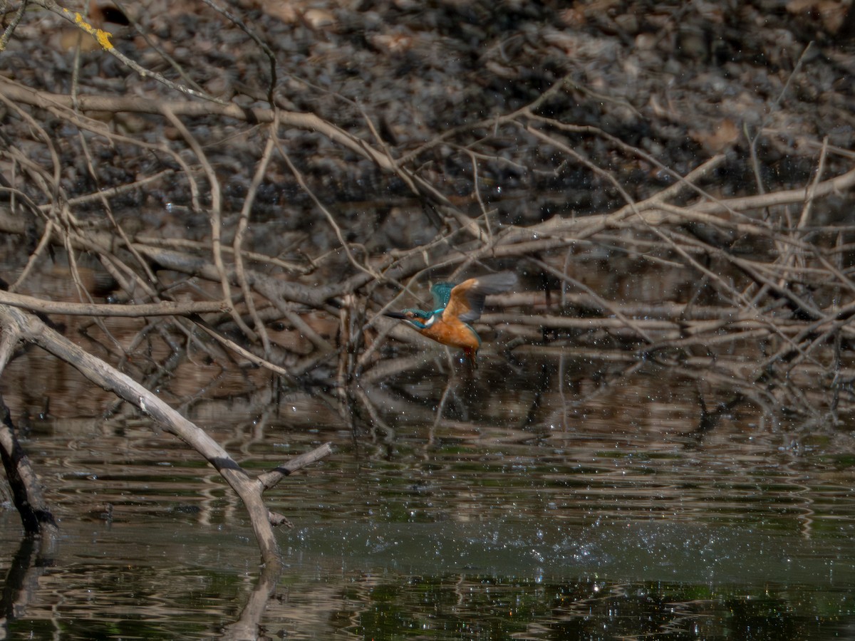 Common Kingfisher - ML616812753