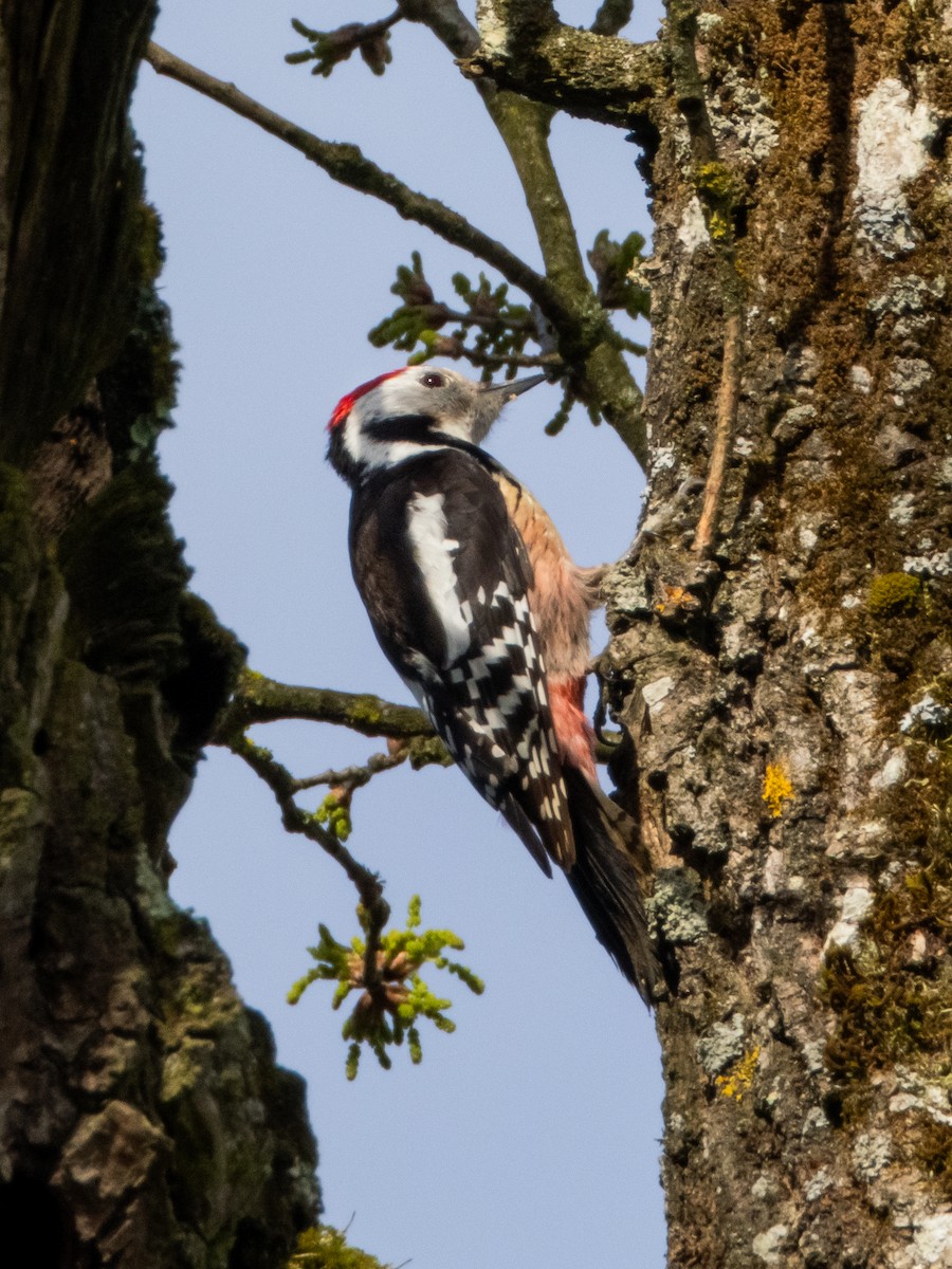 Middle Spotted Woodpecker - ML616812759