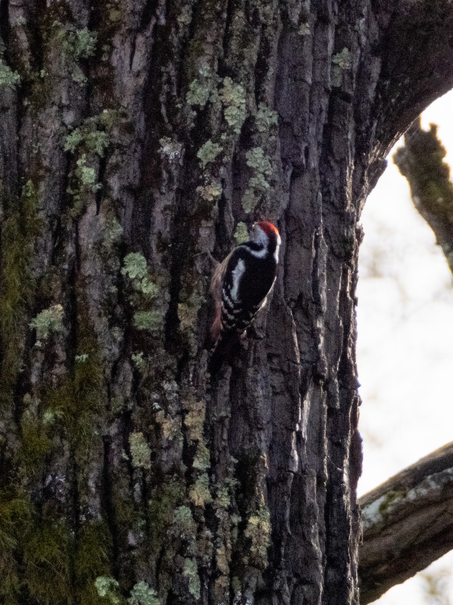 Middle Spotted Woodpecker - ML616812760