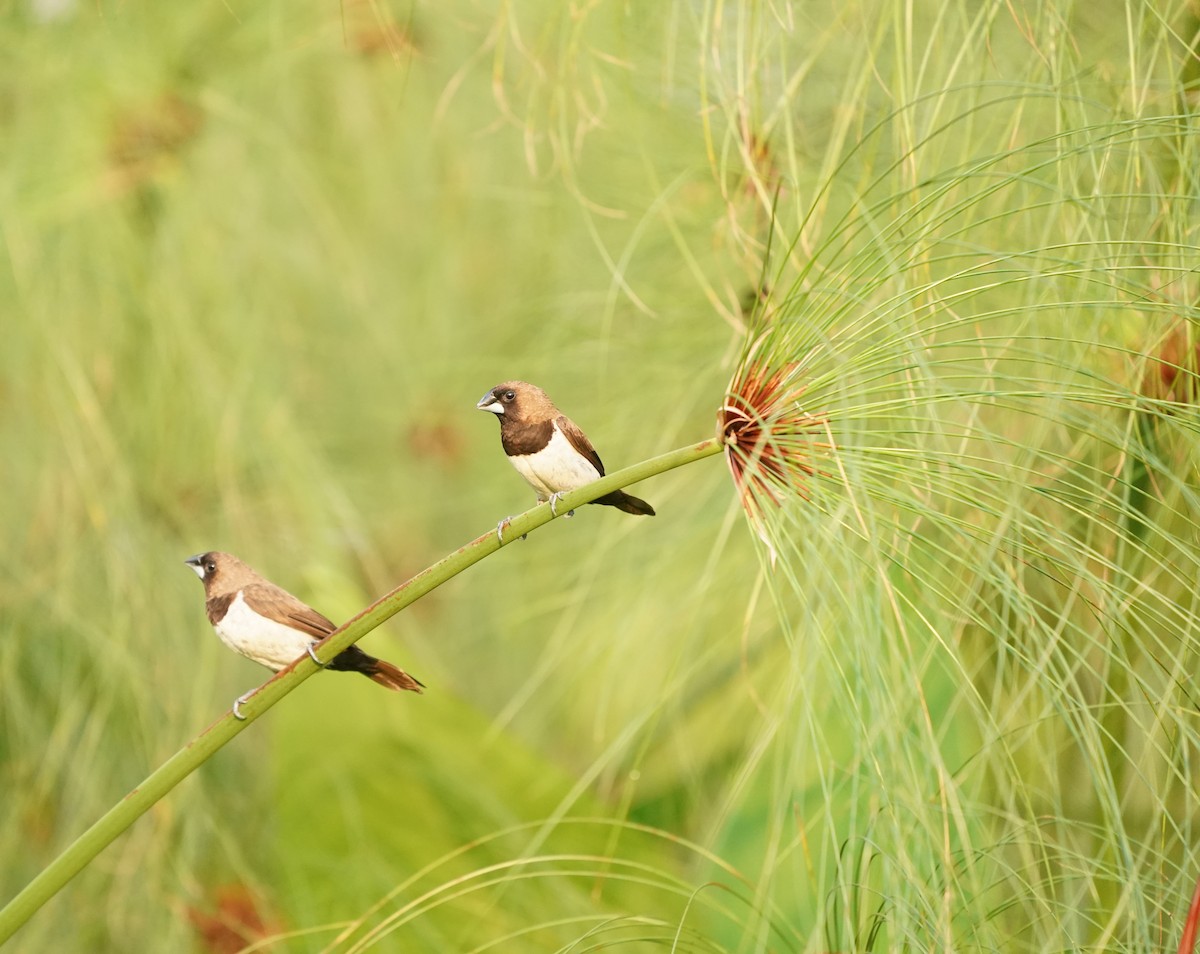 Javan Munia - Keng Keok Neo