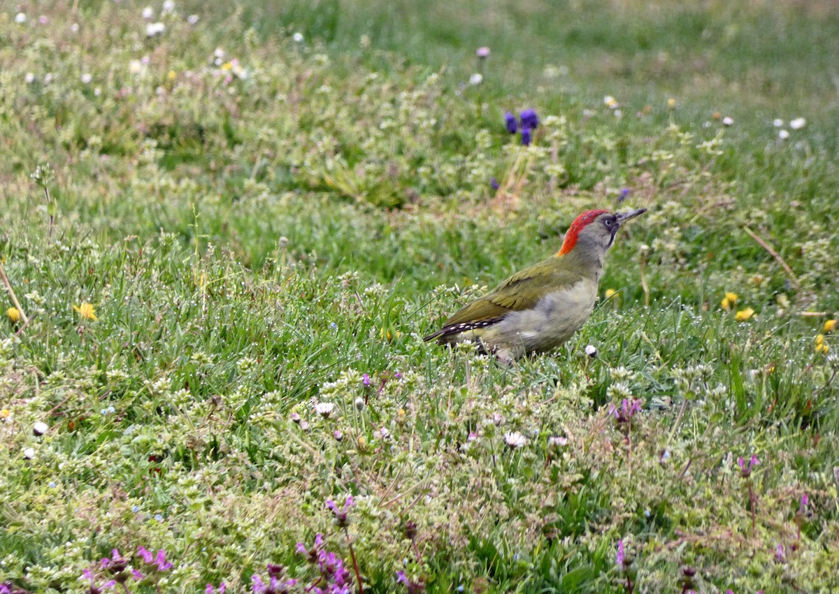 Iberian Green Woodpecker - ML616812786