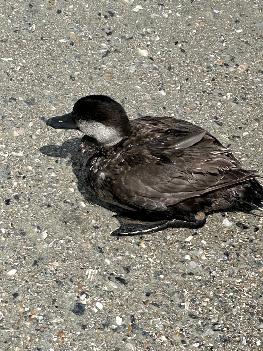 Black Scoter - David Dobson