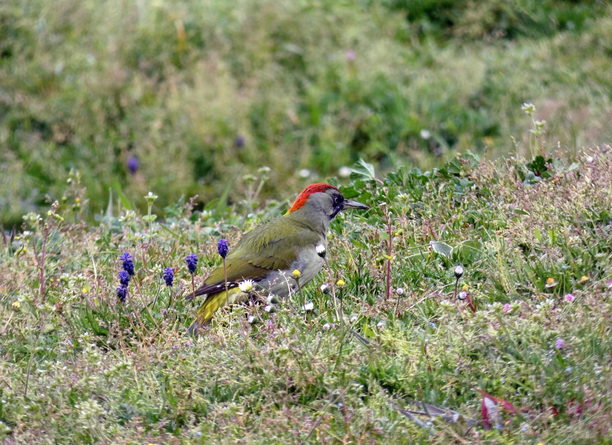 Iberian Green Woodpecker - ML616812811