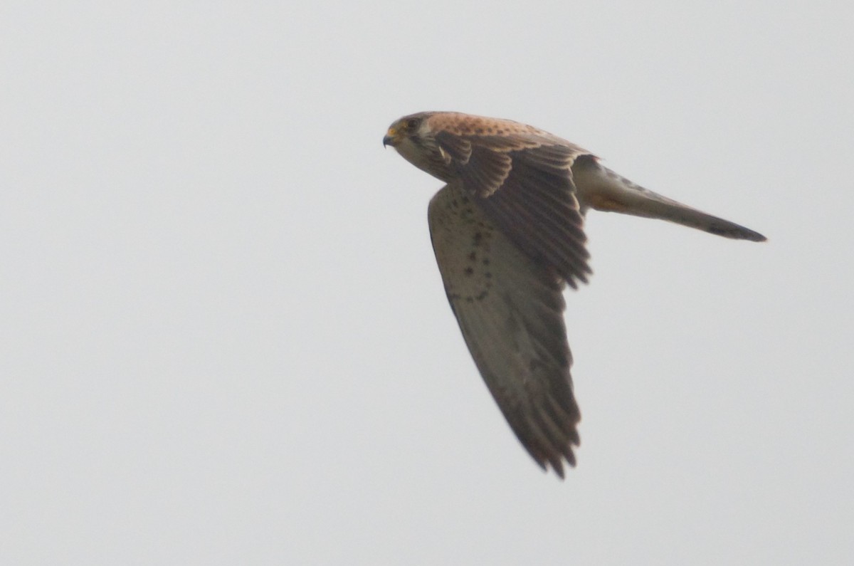 Lesser Kestrel - ML616812847