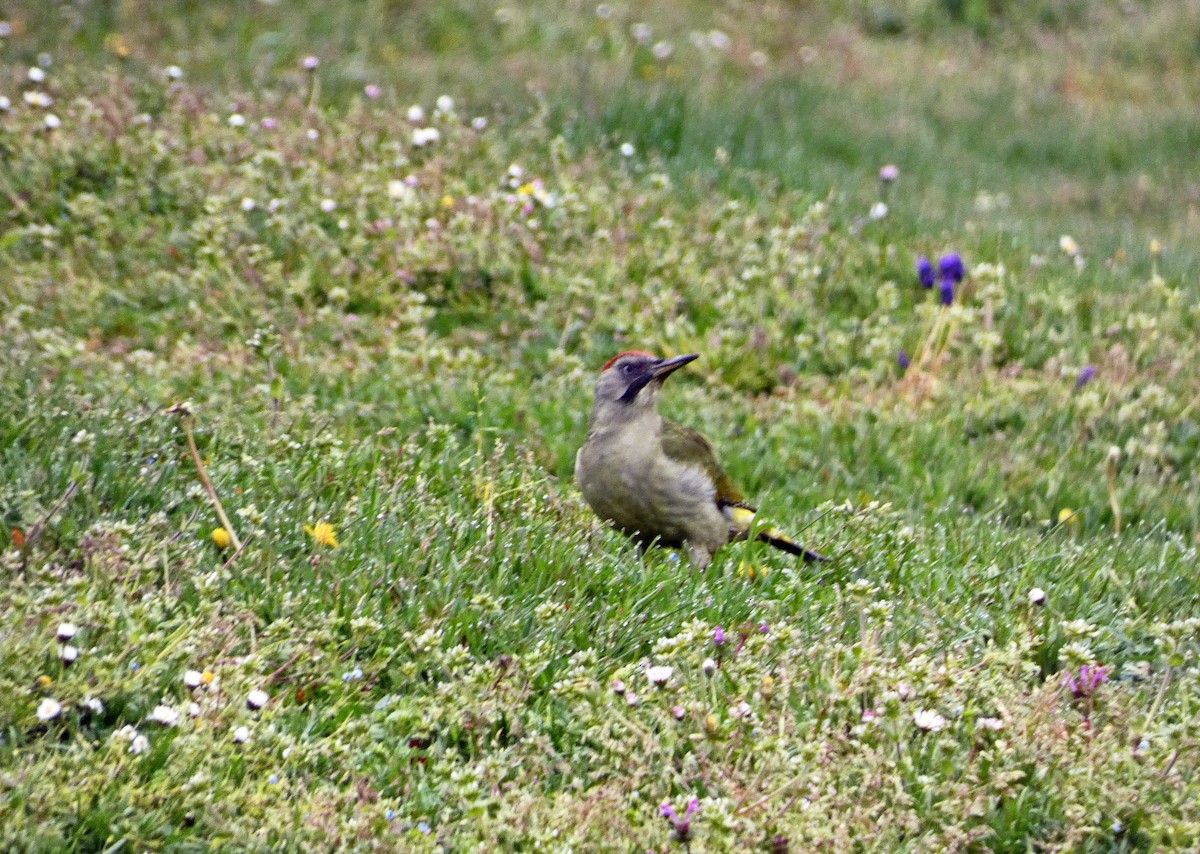 Iberian Green Woodpecker - Francisco Javier Calvo lesmes