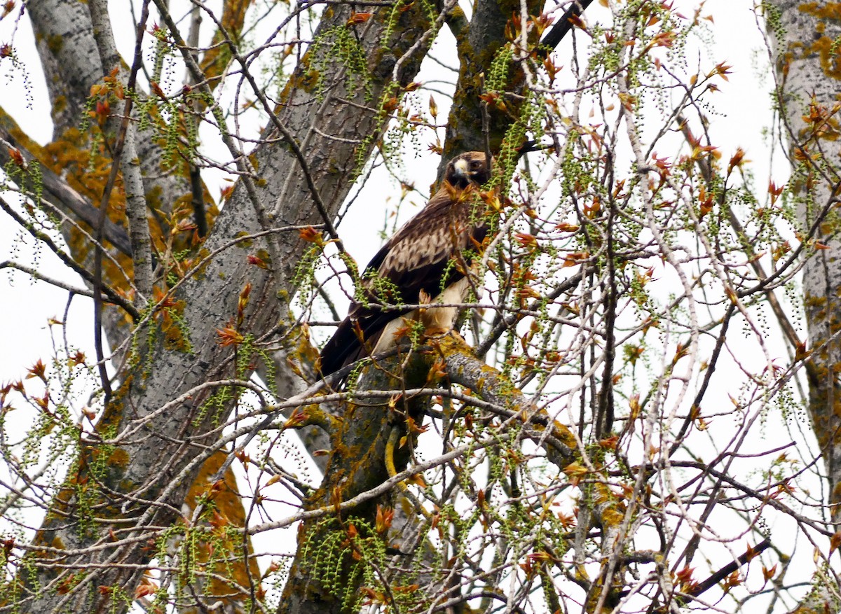 Booted Eagle - ML616812886