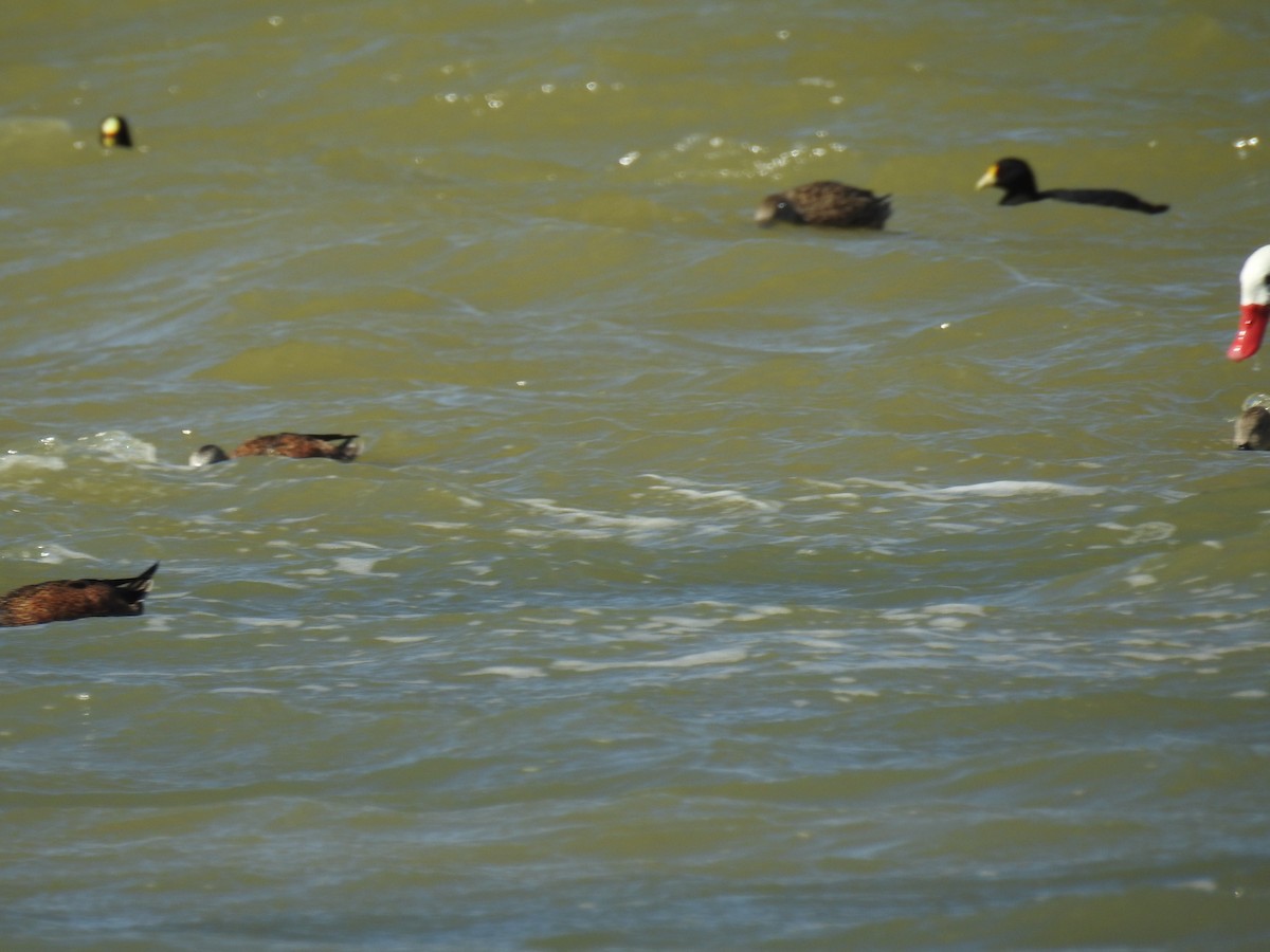 White-winged Coot - ML616812899