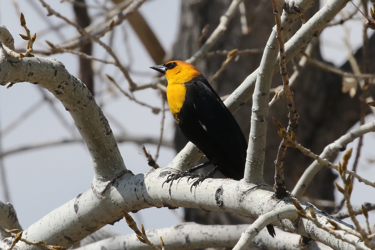 Yellow-headed Blackbird - Mark Chavez