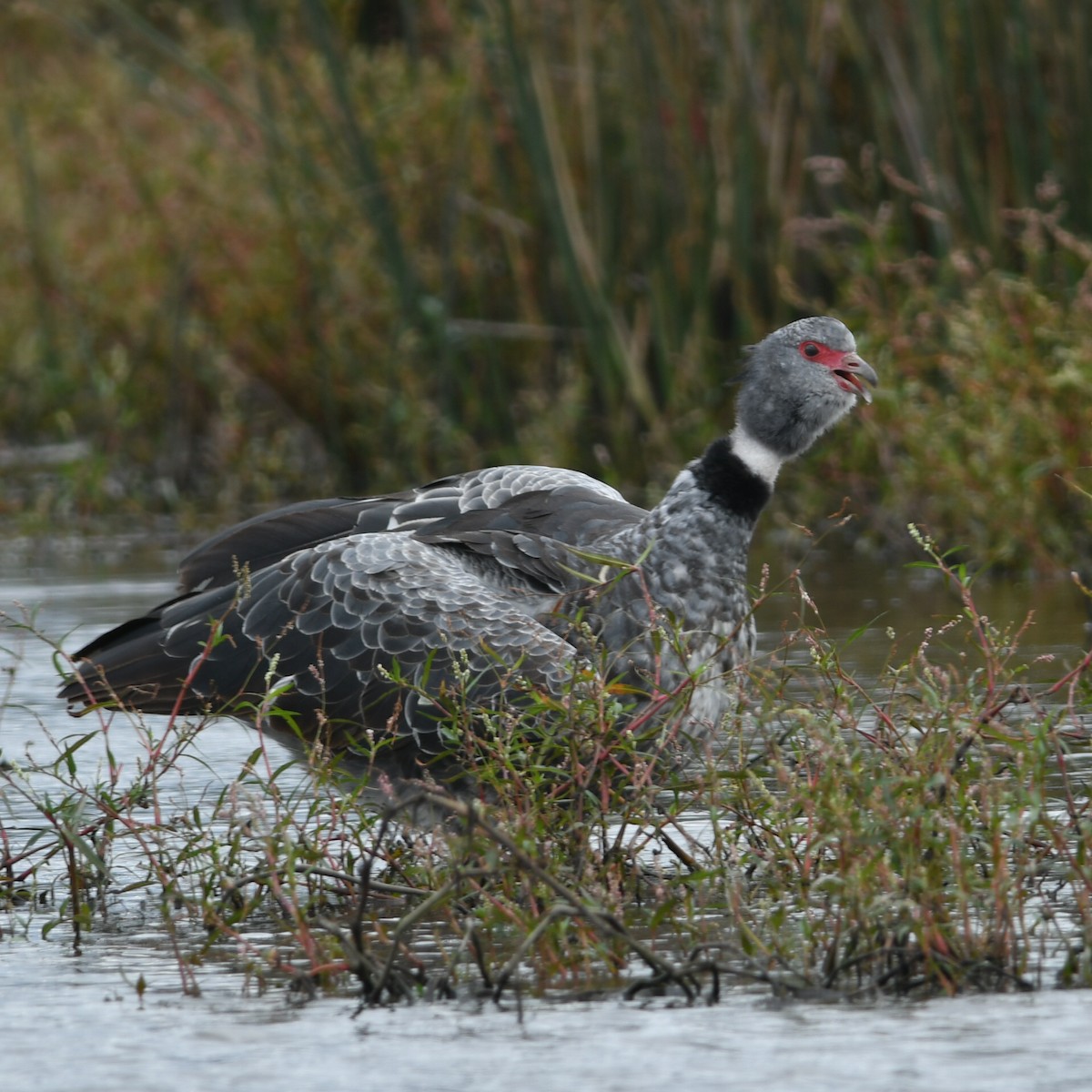 Southern Screamer - ML616812921