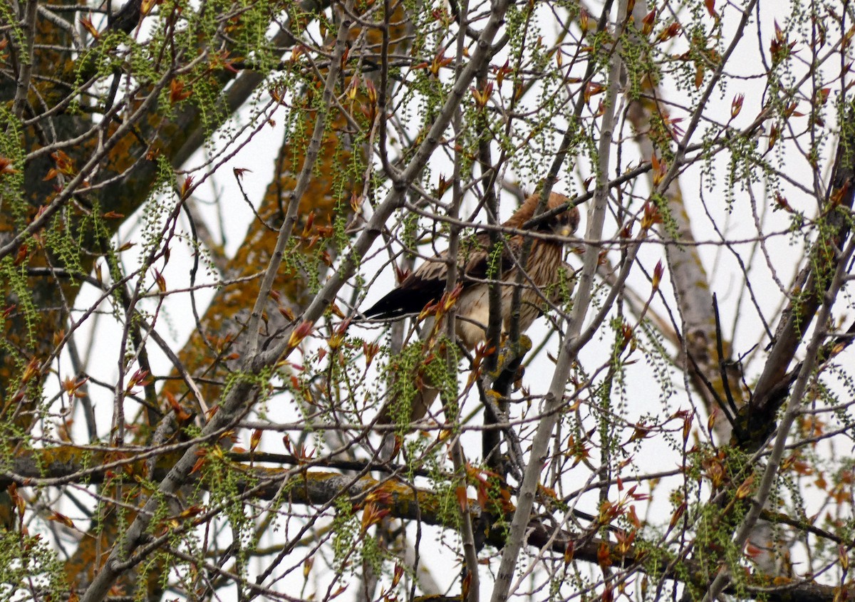 Booted Eagle - ML616812924