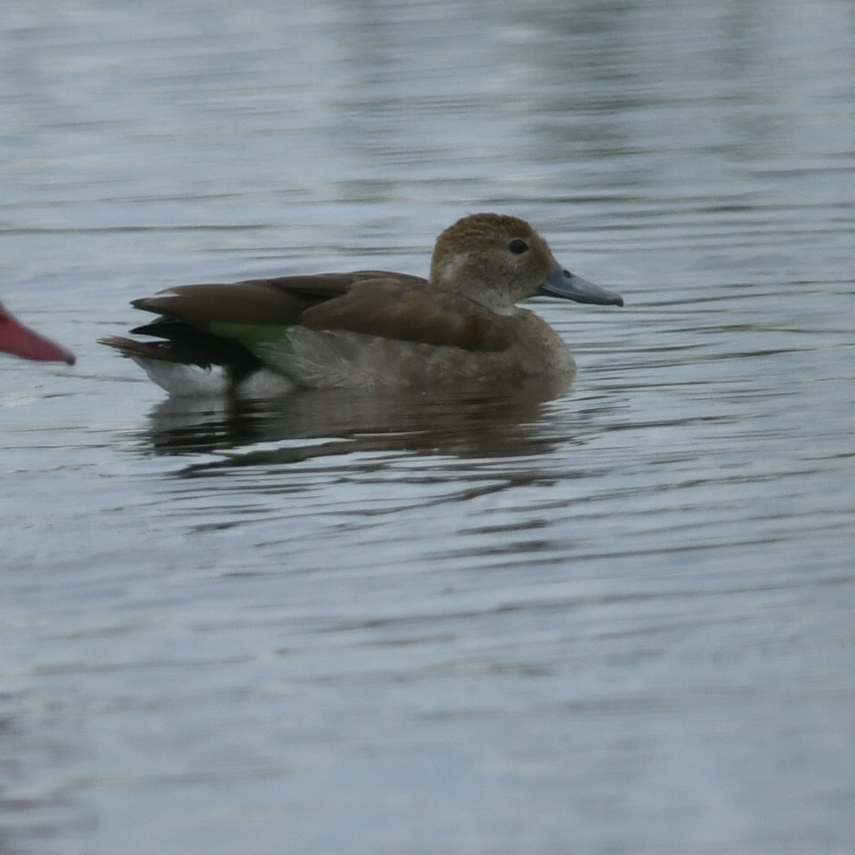 Ringed Teal - Silvio Manuel Lamothe