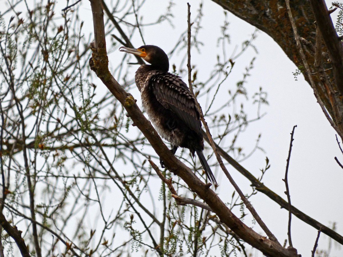 Great Cormorant - Francisco Javier Calvo lesmes