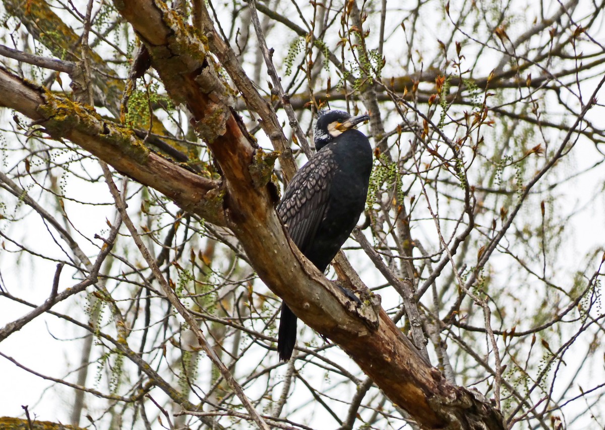 Great Cormorant - Francisco Javier Calvo lesmes