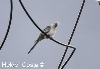 Great Spotted Cuckoo - Helder Costa