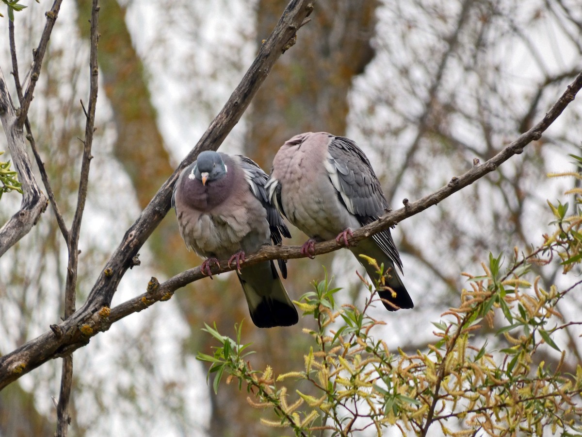 Common Wood-Pigeon - Francisco Javier Calvo lesmes