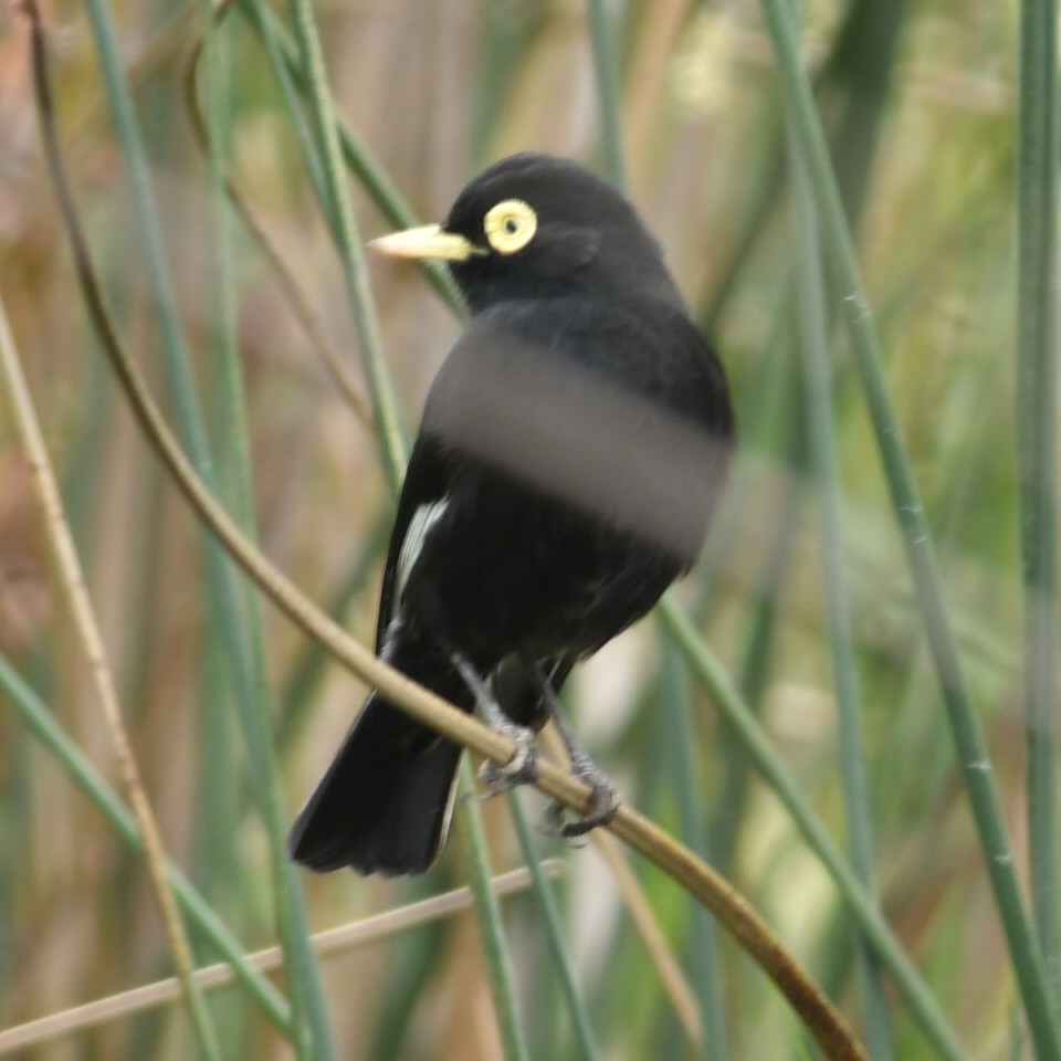 Spectacled Tyrant - ML616813002