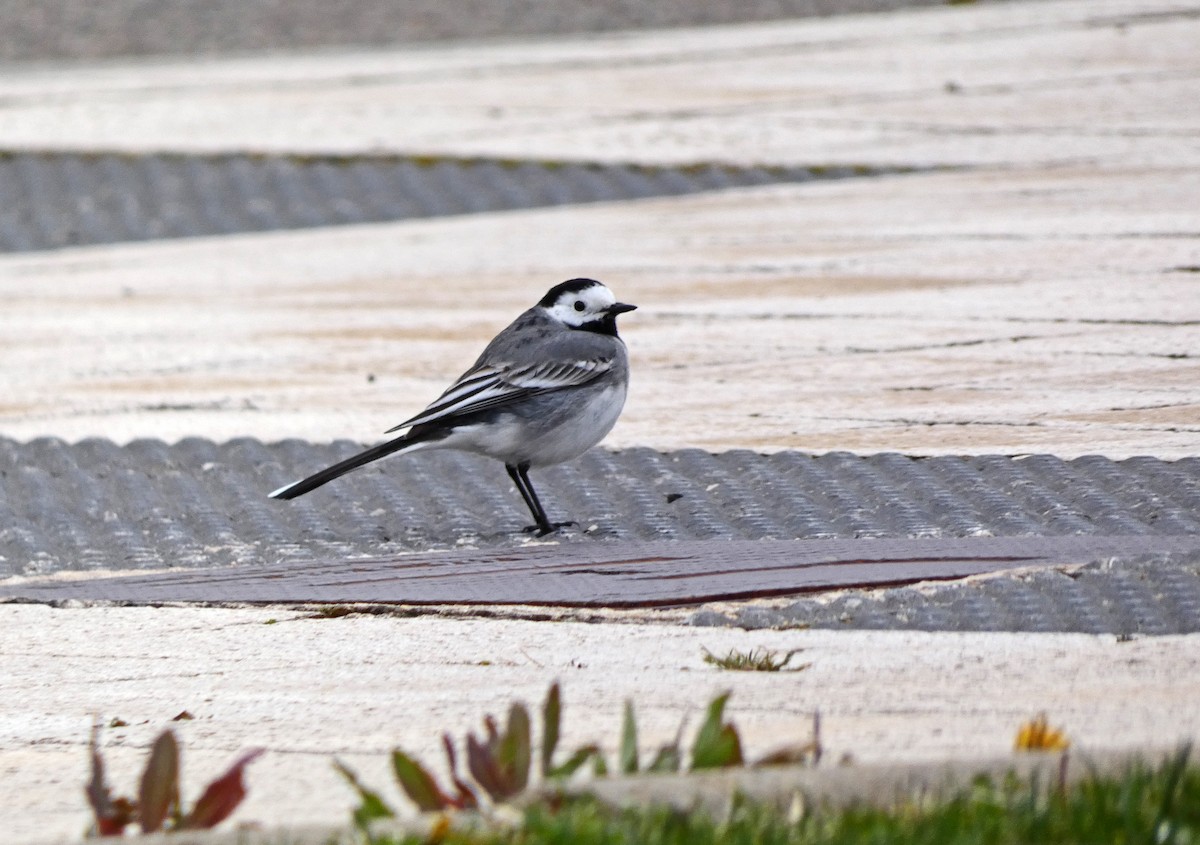 White Wagtail - Francisco Javier Calvo lesmes