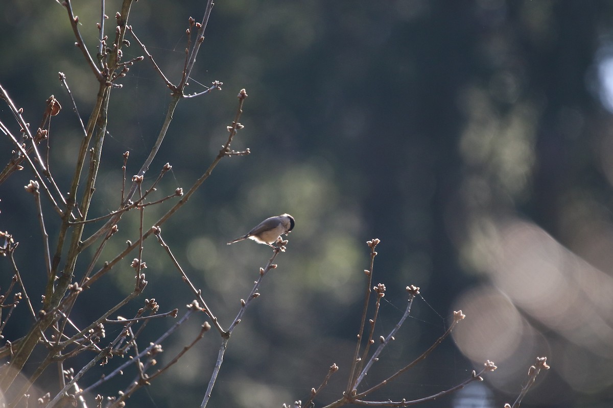 Mésange boréale - ML616813050