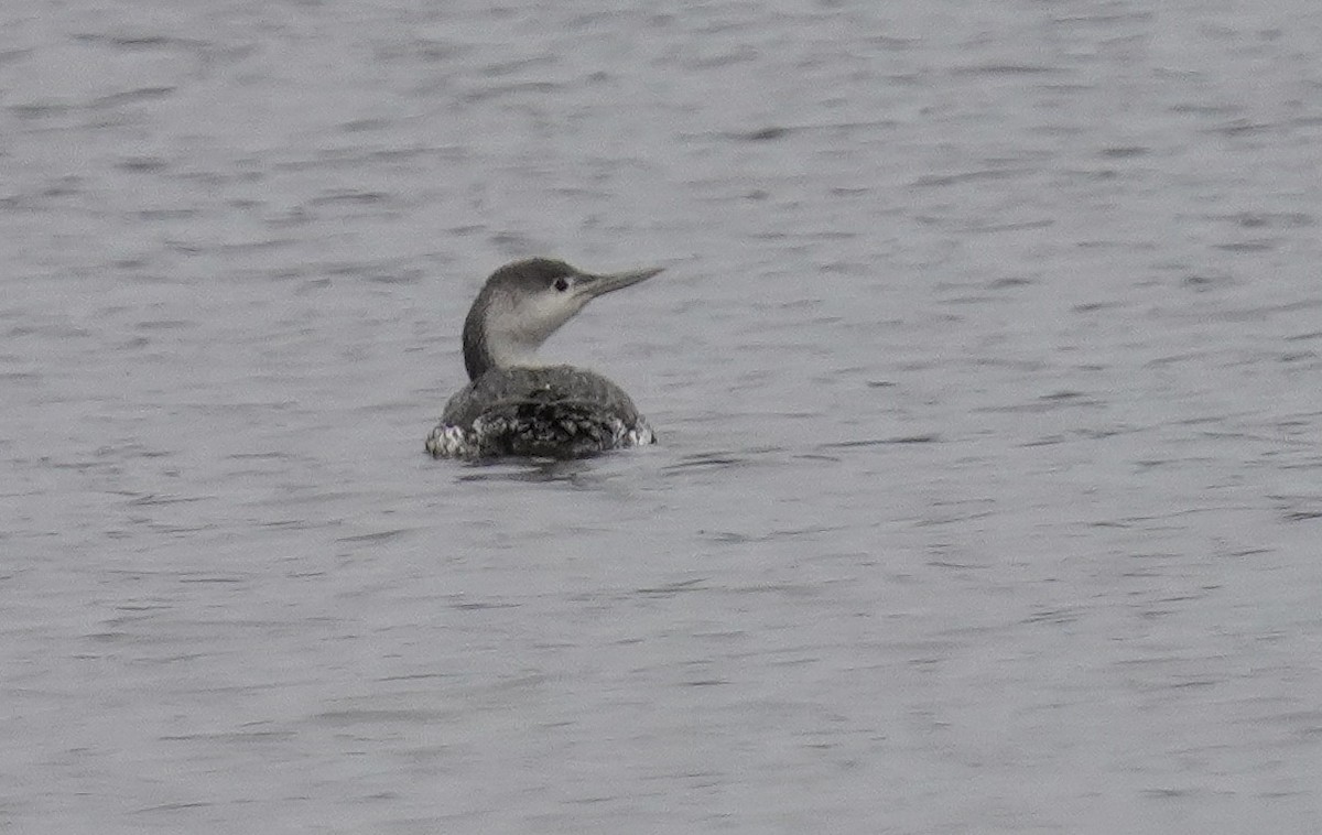 Red-throated Loon - ML616813101