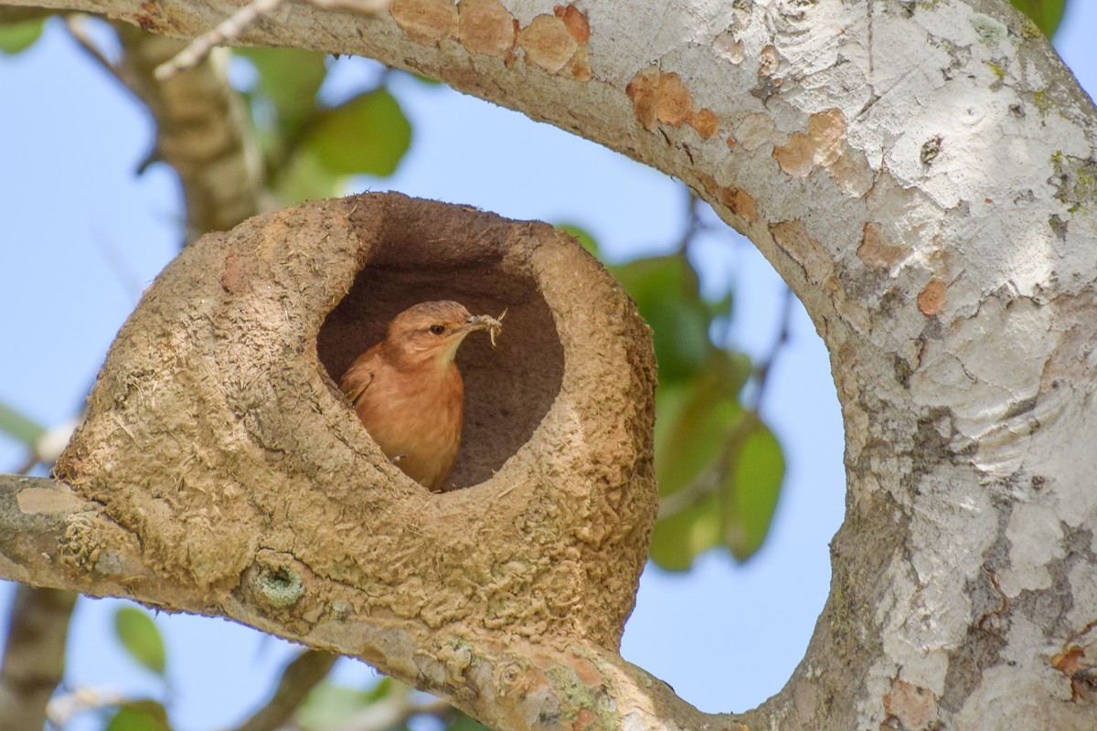 Rufous Hornero - ML616813108