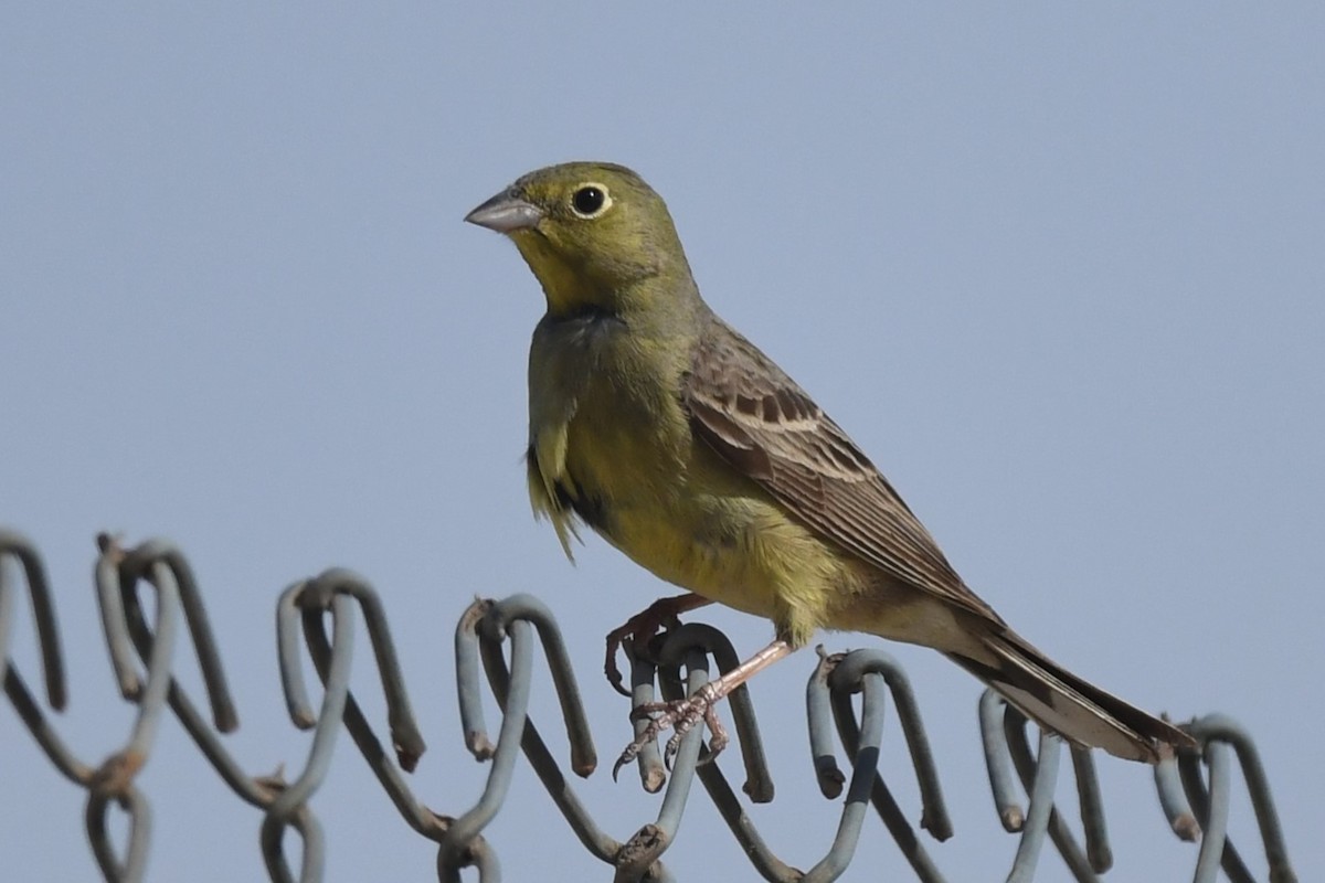 Cinereous Bunting (Yellow-bellied) - Khalifa Al Dhaheri