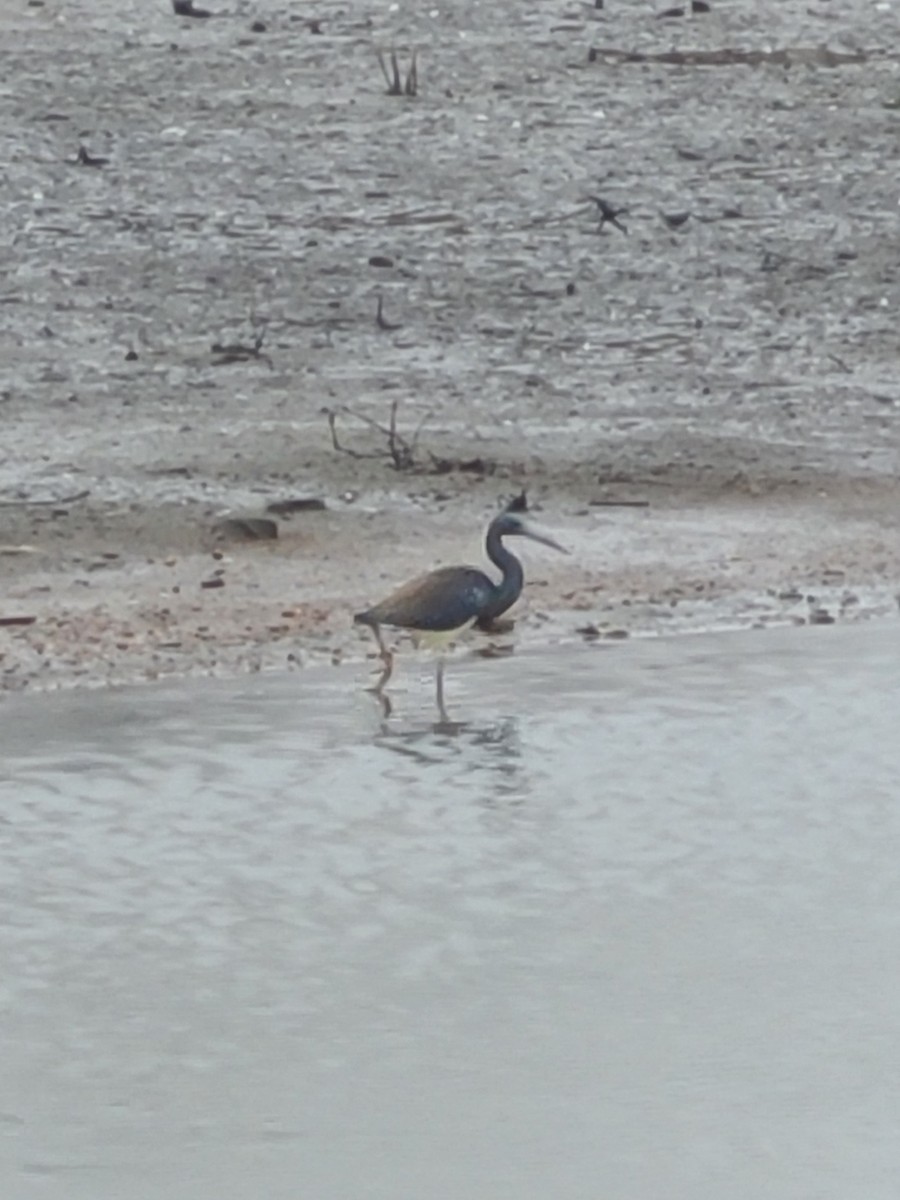 Tricolored Heron - ML616813132