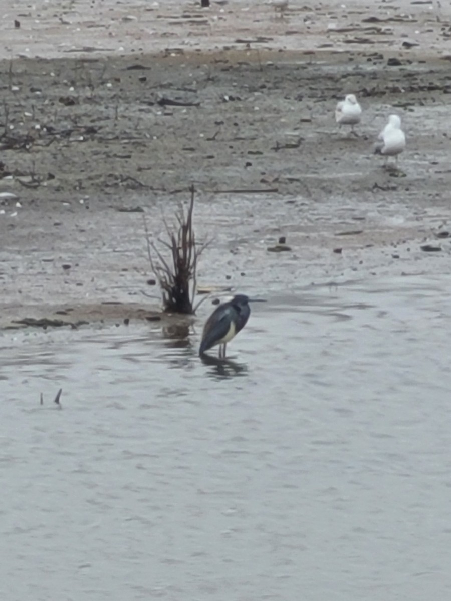 Tricolored Heron - ML616813133